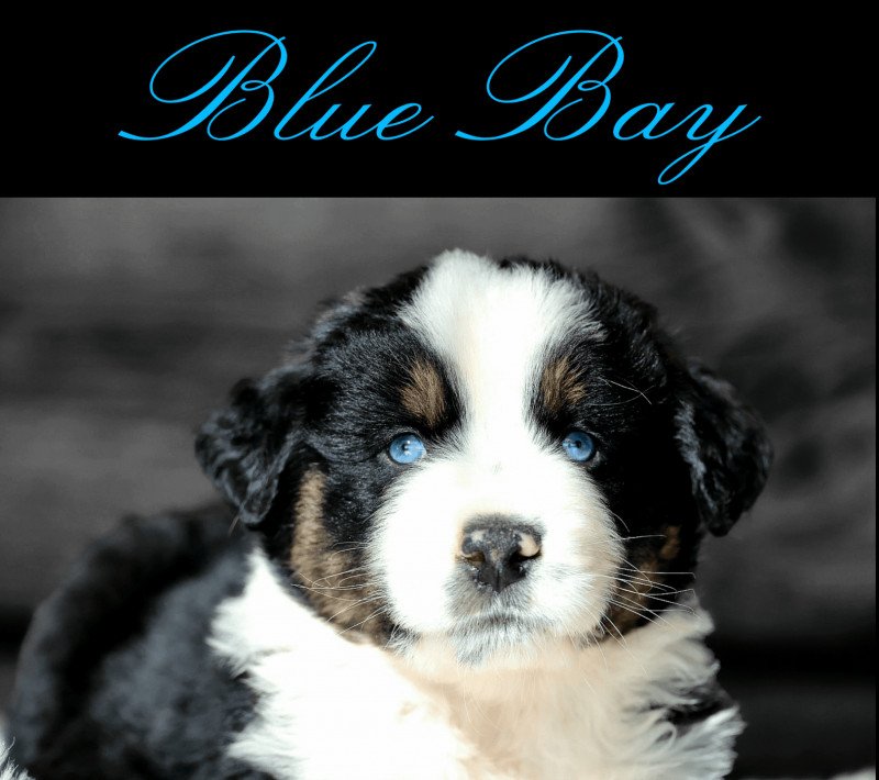 BLUE BAY Mâle Berger americain miniature