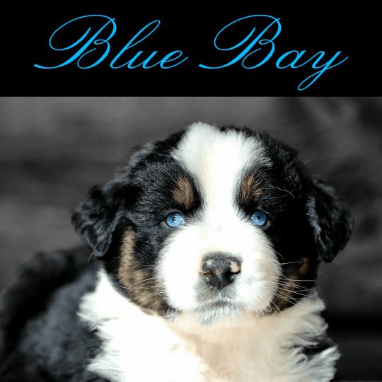 BLUE BAY Mâle Berger americain miniature
