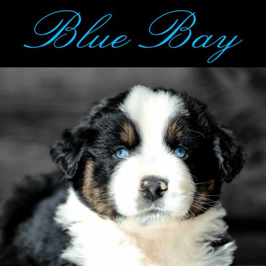 BLUE BAY Chiot d