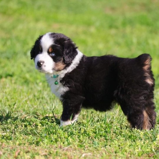 chiot Berger americain miniature Noir tricolore BLUE BAY Elevage des Minis Gardians