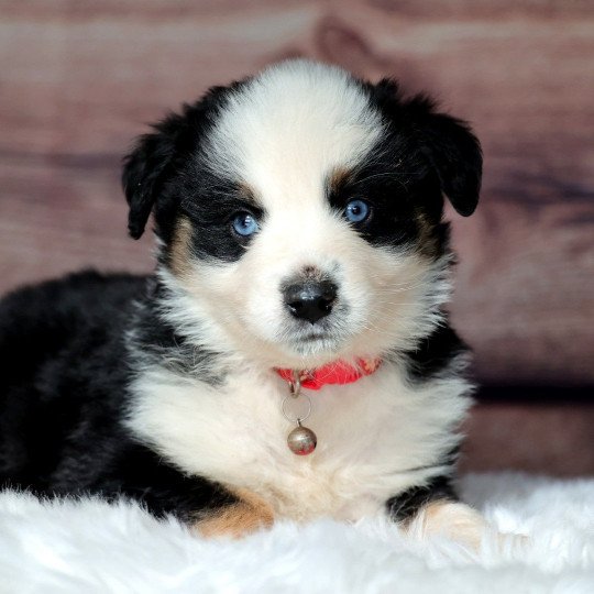 chiot Berger americain miniature Blue Sky Elevage des Minis Gardians