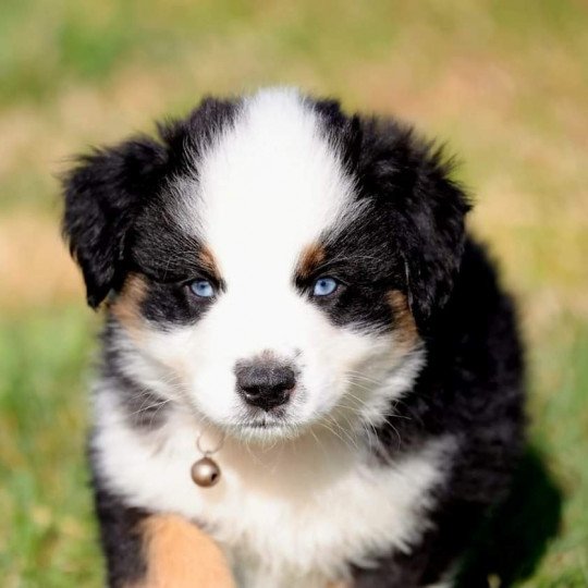chiot Berger americain miniature Blue Sky Elevage des Minis Gardians