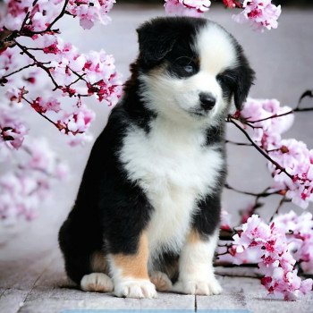 chiot Berger americain miniature Blue Sky Elevage des Minis Gardians chiot Berger americain miniature Blue Sky Elevage des Minis Gardians