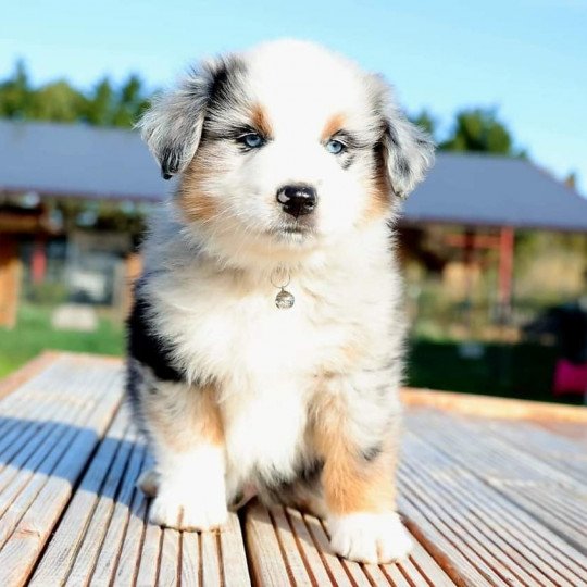 chiot Berger americain miniature Bleu Merle Chico Elevage des Minis Gardians