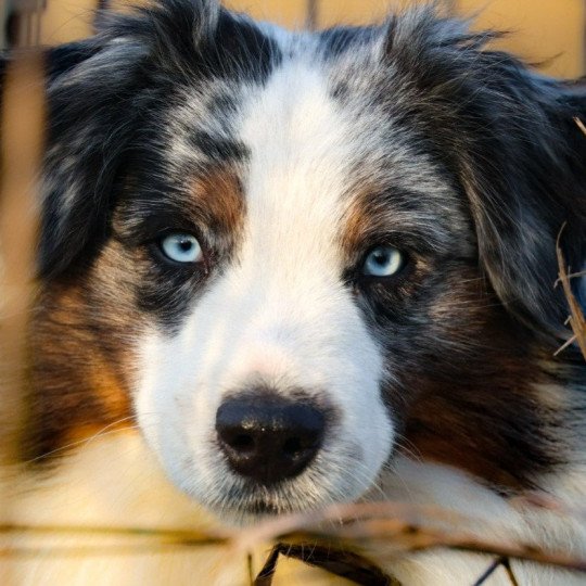 chien Berger americain miniature SUNNY I LOVE YOU DE LA FOLLE EMPRISE Elevage des Minis Gardians