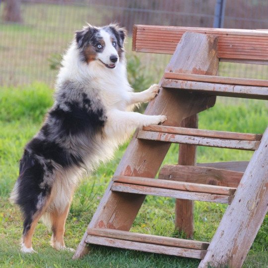 chien Berger americain miniature SUNNY I LOVE YOU DE LA FOLLE EMPRISE Elevage des Minis Gardians