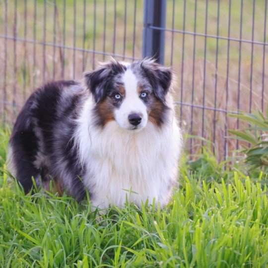 chien Berger americain miniature SUNNY I LOVE YOU DE LA FOLLE EMPRISE Elevage des Minis Gardians