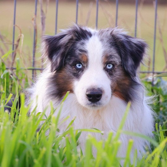 chien Berger americain miniature SUNNY I LOVE YOU DE LA FOLLE EMPRISE Elevage des Minis Gardians