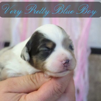 chiot Berger americain miniature Bleu Merle VERY PRETTY BLUE BOY Elevage des Minis Gardians