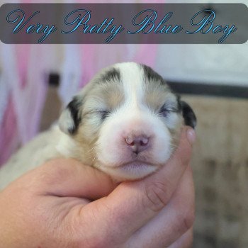 chiot Berger americain miniature Bleu Merle VERY PRETTY BLUE BOY Elevage des Minis Gardians