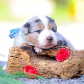 chiot Berger americain miniature Bleu Merle VERY PRETTY BLUE BOY Elevage des Minis Gardians chiot Berger americain miniature Bleu Merle VERY PRETTY BLUE BOY Elevage des Minis Gardians