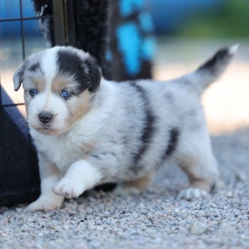 chiot Berger americain miniature Bleu Merle VERY PRETTY BLUE BOY Elevage des Minis Gardians