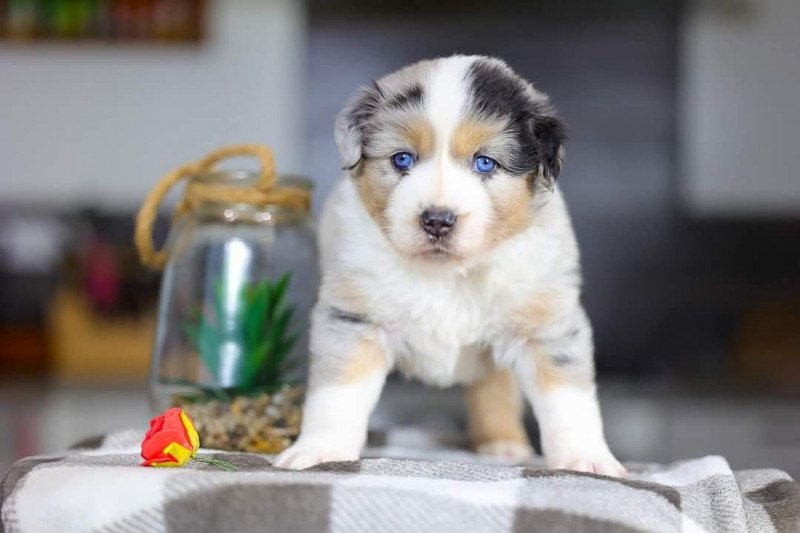 VERY PRETTY BLUE BOY Mâle Berger americain miniature