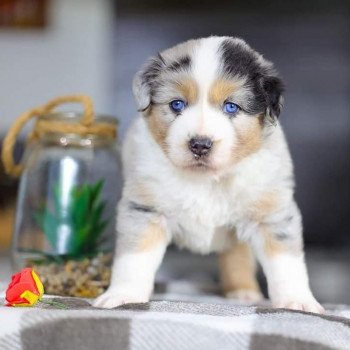 chiot Berger americain miniature Bleu Merle VERY PRETTY BLUE BOY Elevage des Minis Gardians