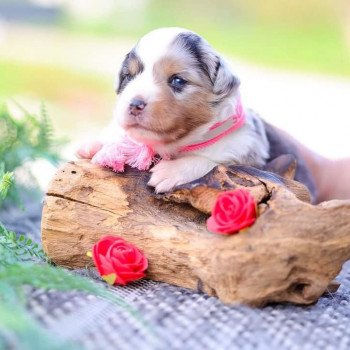 chiot Berger americain miniature Bleu Merle VERY PRETTY BLUE GIRL Elevage des Minis Gardians