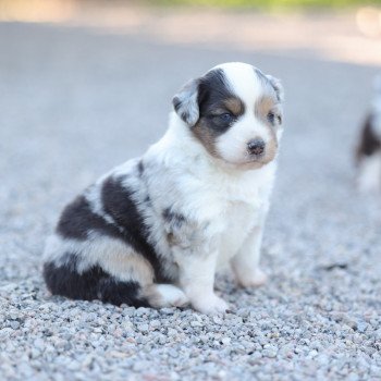 chiot Berger americain miniature Bleu Merle VERY PRETTY BLUE GIRL Elevage des Minis Gardians