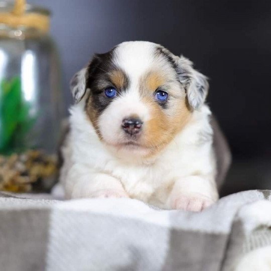 chiot Berger americain miniature Bleu Merle VERY PRETTY BLUE GIRL Elevage des Minis Gardians