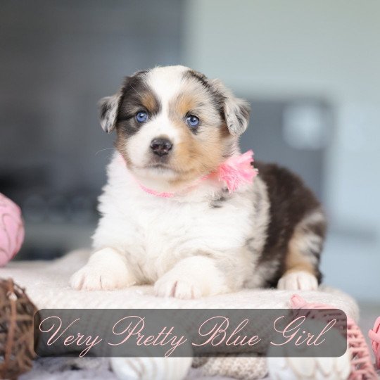 chiot Berger americain miniature Bleu Merle VERY PRETTY BLUE GIRL Elevage des Minis Gardians