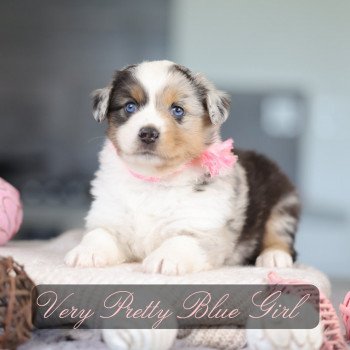 chiot Berger americain miniature Bleu Merle VERY PRETTY BLUE GIRL Elevage des Minis Gardians