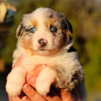 chiot Berger americain miniature Bleu Merle Vania Elevage des Minis Gardians