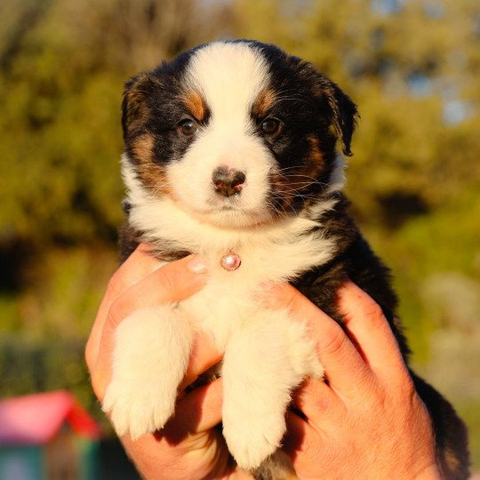 chiot Berger americain miniature V’Black Pearl Elevage des Minis Gardians