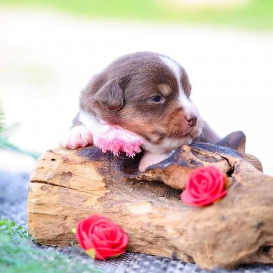 chiot Berger americain miniature Rouge Tri VERY PRETTY RED GIRL Elevage des Minis Gardians