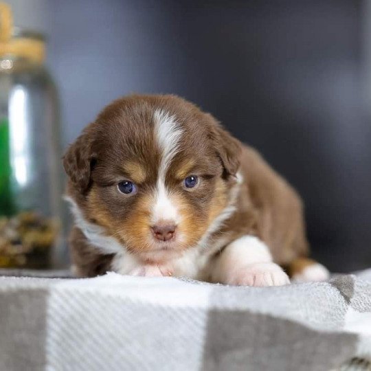 chiot Berger americain miniature Rouge Tri VERY PRETTY RED GIRL Elevage des Minis Gardians