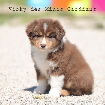 chiot Berger americain miniature Rouge Tri VERY PRETTY RED GIRL Elevage des Minis Gardians