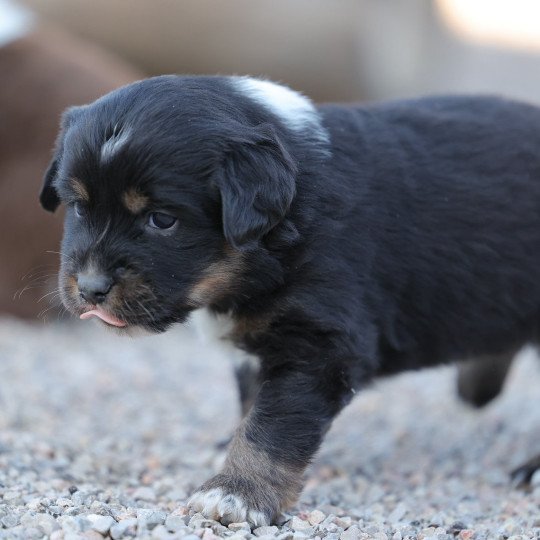 chiot Berger americain miniature Noir tri VERY PRETTY BOY Elevage des Minis Gardians