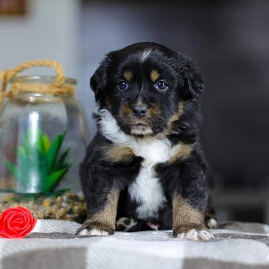 VERY PRETTY BOY Mâle Berger americain miniature