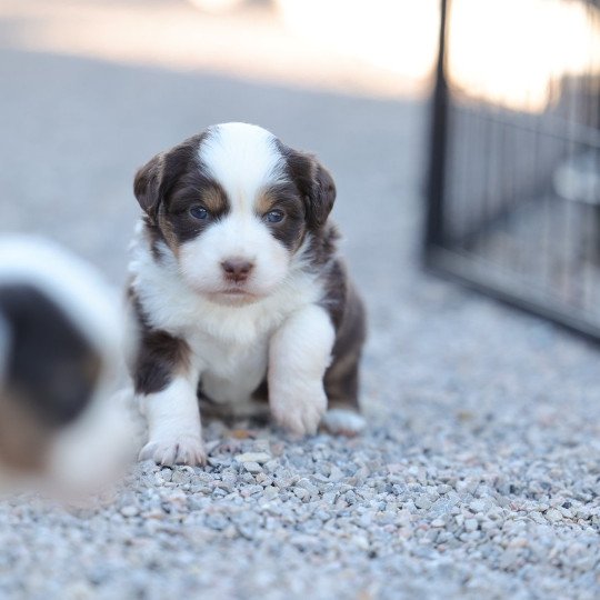 chiot Berger americain miniature Rouge Tri VIDA LOCA Elevage des Minis Gardians