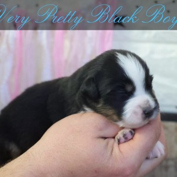 chiot Berger americain miniature Noir Tri Very Pretty Black Boy Elevage des Minis Gardians