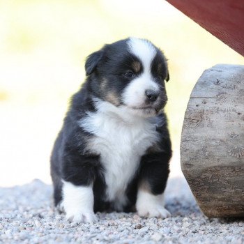 chiot Berger americain miniature Noir Tri Very Pretty Black Boy Elevage des Minis Gardians