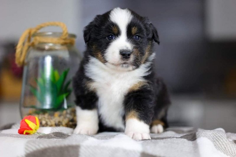 Very Pretty Black Boy Mâle Berger americain miniature