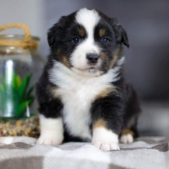 Very Pretty Black Boy Mâle Berger americain miniature