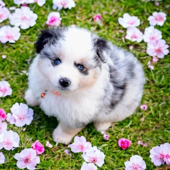 chiot Berger americain miniature Bleu Merle Vanille Elevage des Minis Gardians