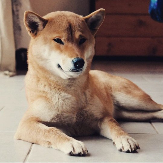 chien Shiba RUBY VON DEN WACHTERN DER KRONE Elevage des Minis Gardians