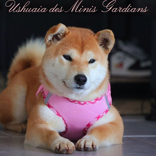 chien Shiba USHUAIA Elevage des Minis Gardians