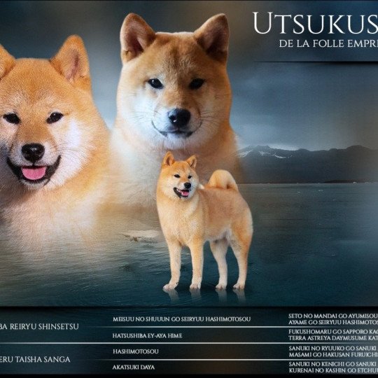 chien Shiba UTSUKUSHII DE LA FOLLE EMPRISE Elevage des Minis Gardians
