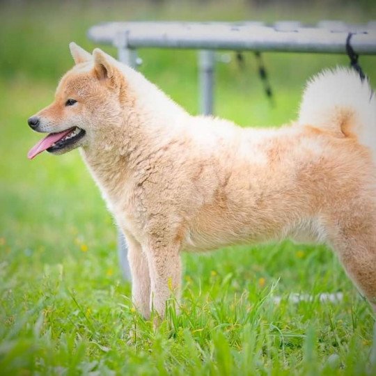 chien Shiba UTSUKUSHII DE LA FOLLE EMPRISE Elevage des Minis Gardians