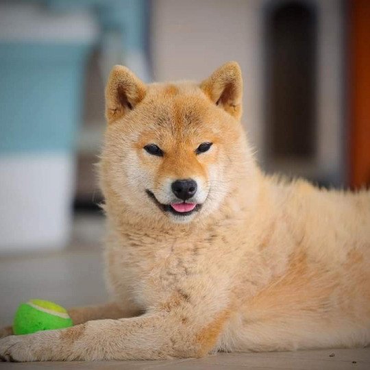 chien Shiba UTSUKUSHII DE LA FOLLE EMPRISE Elevage des Minis Gardians
