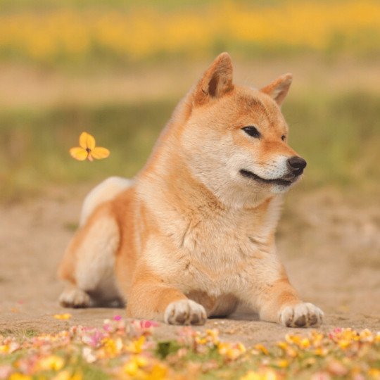 UTSUKUSHII DE LA FOLLE EMPRISE Mâle Shiba