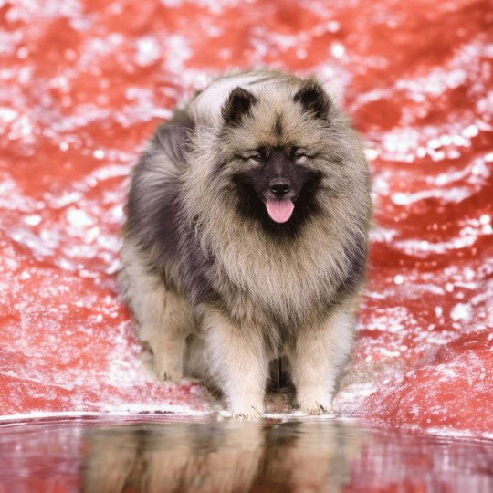chien Spitz allemand SCARLETT Elevage des Minis Gardians