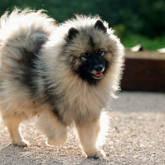 chien Spitz allemand SCARLETT Elevage des Minis Gardians