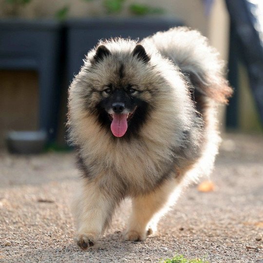 chien Spitz allemand SCARLETT Elevage des Minis Gardians